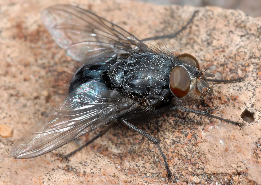 Mosca nel deserto